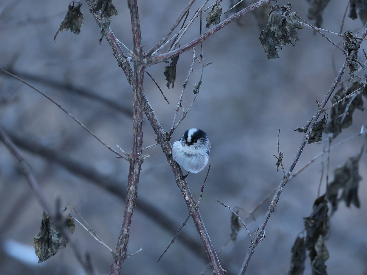 이 귀여운 꿀떡 같으니 ㅜㅠ