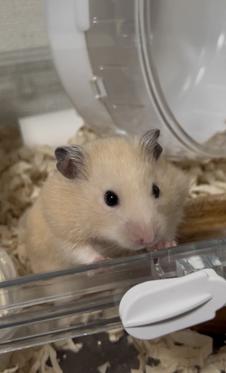 お外…🐹

#ハムスターのいる暮らし