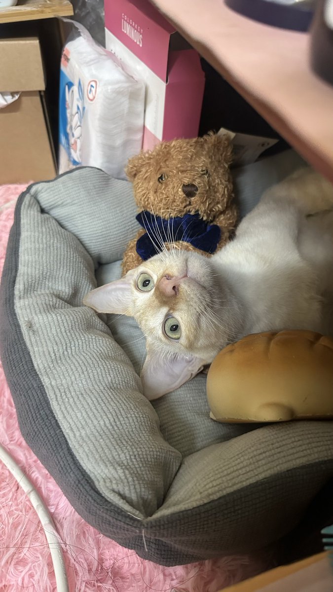 พี่ๆไม่ต้องเป็นห่วงปุยเมฆนะค้าบบ ผมมีบ้านอยู่แล้วว ได้นอนบนเบาะนุ่มๆสบายใจเลยคับบ แต่ผมเป็นแมวนิสัยขี้กลัว ยังต้องใช้เวลาในการปรับตัวอีกเยอะเลย เป็นกำลังใจให้ผมกับครอบครัวด้วยนะค้าบบ😻✌🏻