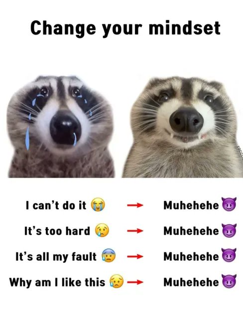 Why you should have a Raccoon (@shouldhaveracc) on Twitter photo 