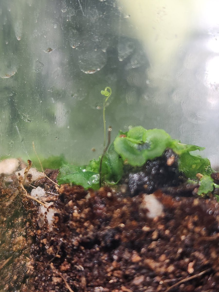 plant_pic's tweet photo. 화분 흙속에서 자라고 있던 고사리 따로 밀폐시켜주니까 금새 생식엽? 내주는중ㅎㅎ 귀여워라 https://t.co/ElAj6bLTSm