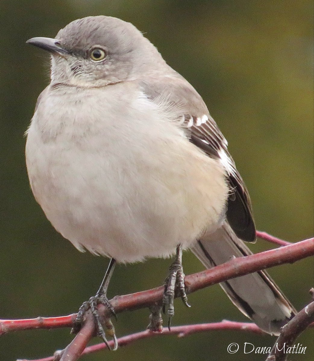dana_mnyc's tweet image. Northern Mockingbird, Carl Schurz Park. #birdcpp