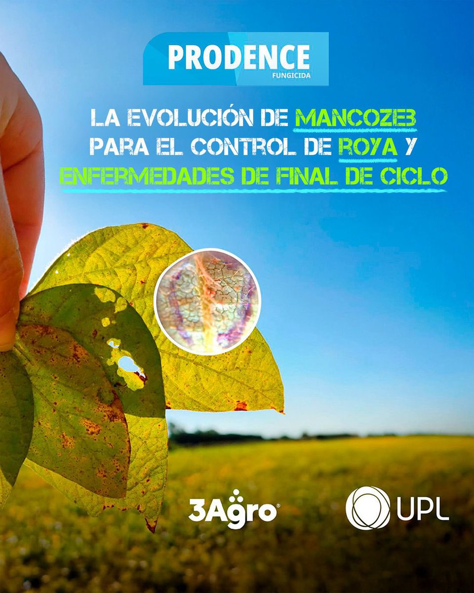 3agro's tweet image. 𝗣𝗥𝗢𝗗𝗘𝗡𝗖𝗘 es un fungicida 𝘁𝗿𝗶𝗽𝗹𝗲 𝗺𝗲𝘇𝗰𝗹𝗮, multisitio y sistémico único en el mercado compuesto por 𝗔𝘇𝗼𝘅𝗶𝘀𝘁𝗿𝗼𝗯𝗶𝗻 + 𝗣𝗿𝗼𝘁𝗶𝗼𝗰𝗼𝗻𝗮𝘇𝗼𝗹 + 𝗠𝗮𝗻𝗰𝗼𝘇𝗲𝗯

🦠 Ideal para control de enfermedades de fin de ciclo y roya en Soja
(👇)