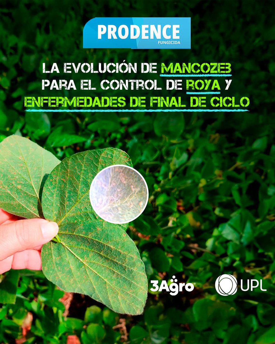 3agro's tweet image. 𝗣𝗥𝗢𝗗𝗘𝗡𝗖𝗘 es un fungicida 𝘁𝗿𝗶𝗽𝗹𝗲 𝗺𝗲𝘇𝗰𝗹𝗮, multisitio y sistémico único en el mercado compuesto por 𝗔𝘇𝗼𝘅𝗶𝘀𝘁𝗿𝗼𝗯𝗶𝗻 + 𝗣𝗿𝗼𝘁𝗶𝗼𝗰𝗼𝗻𝗮𝘇𝗼𝗹 + 𝗠𝗮𝗻𝗰𝗼𝘇𝗲𝗯

🦠 Ideal para control de enfermedades de fin de ciclo y roya en Soja
(👇)