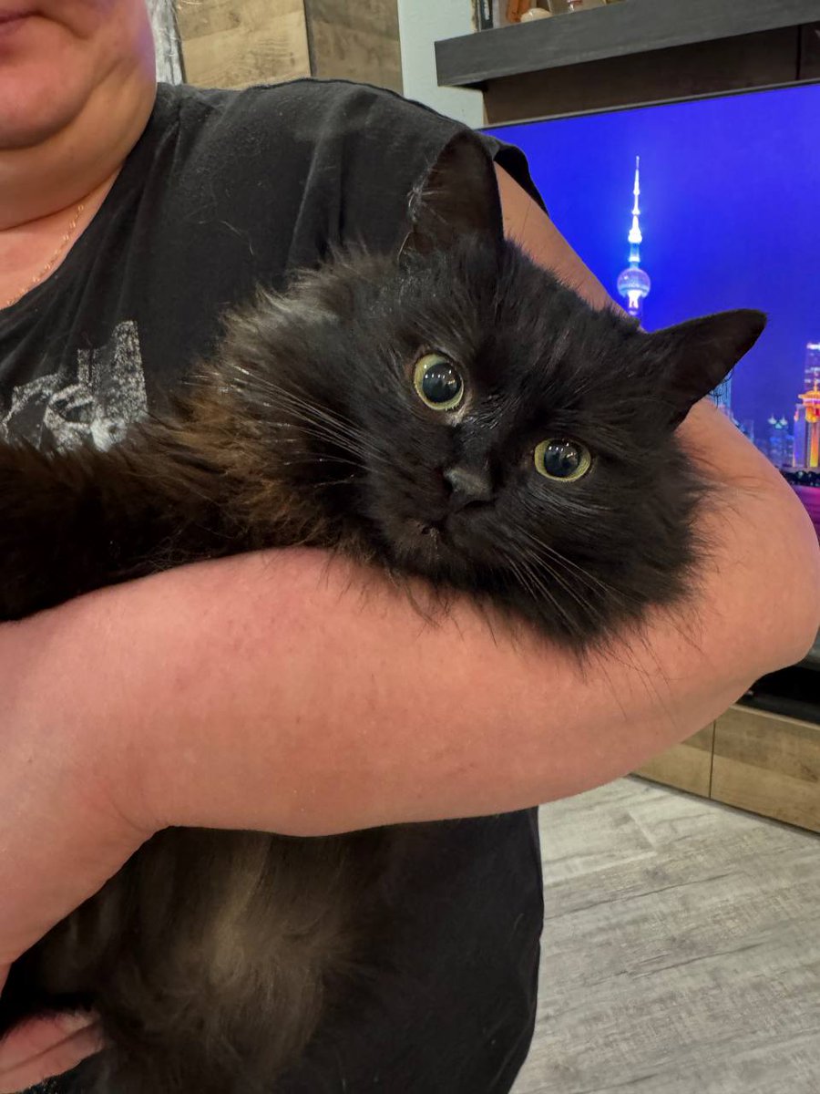 dobroxvost's tweet image. Помогаем информационно:
На улице живет вот такая кошечка, возраст примерно 6 месяцев. Безумно ласковая мурчалка. Ей сделали домик из пеноплекса, положили туда коврик с подогревом.  Киса очень пушистая с густым подшерстком. Отдадут в добрые руки. ТГ: @LynxNV