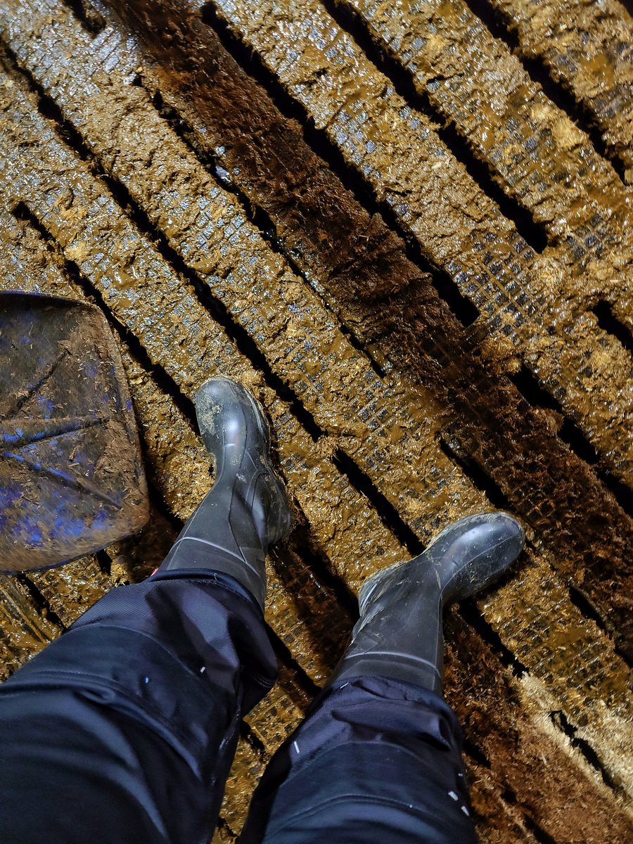 Helping on the farm..

Time is 4:00, let's start milking and cleaning the stable! 🐮💩

#Dirty #Gear #Cowshit #Farm #DirtyFarm