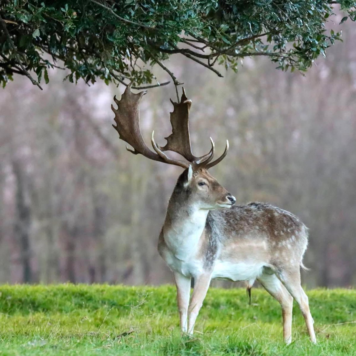 Irish Deer Commission tweet media