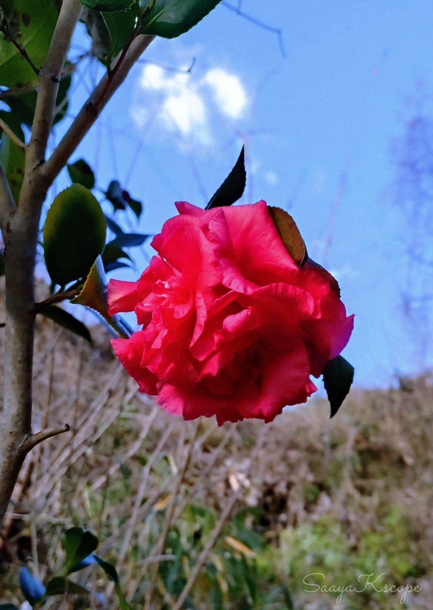 Flower Photo Club Community on X - 4.5K Members