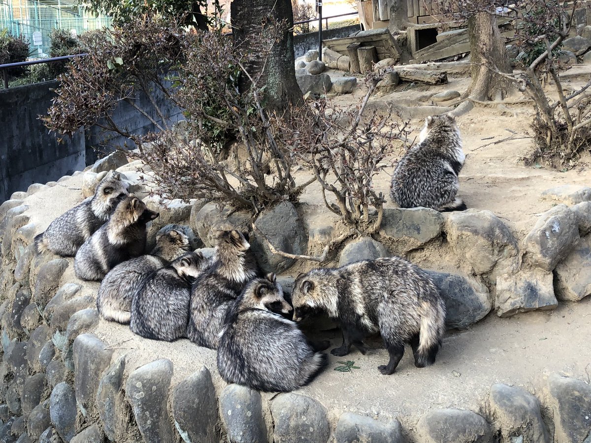 ❤️くうもっち様❤️ もっち狸 (@tanunomofu3) / Posts / X