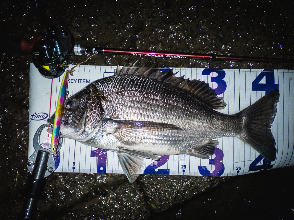 tenro0608's tweet photo. ホームのバチ調査！バチは目視できず。
ただ意識してる魚はいるはずゆっくり流したら水面でバチャっと気持ちいいバイト🤩
が・・魚種が違いました。
でも嬉しいゲストです🐟
inte98Lバチ抜けルアーも快適キャスト！あたり感度よし！この時期にぴったりの竿です😍
#Fishman 
#inte98L
#カルコン31HG https://t.co/Ooq6k6VA5u