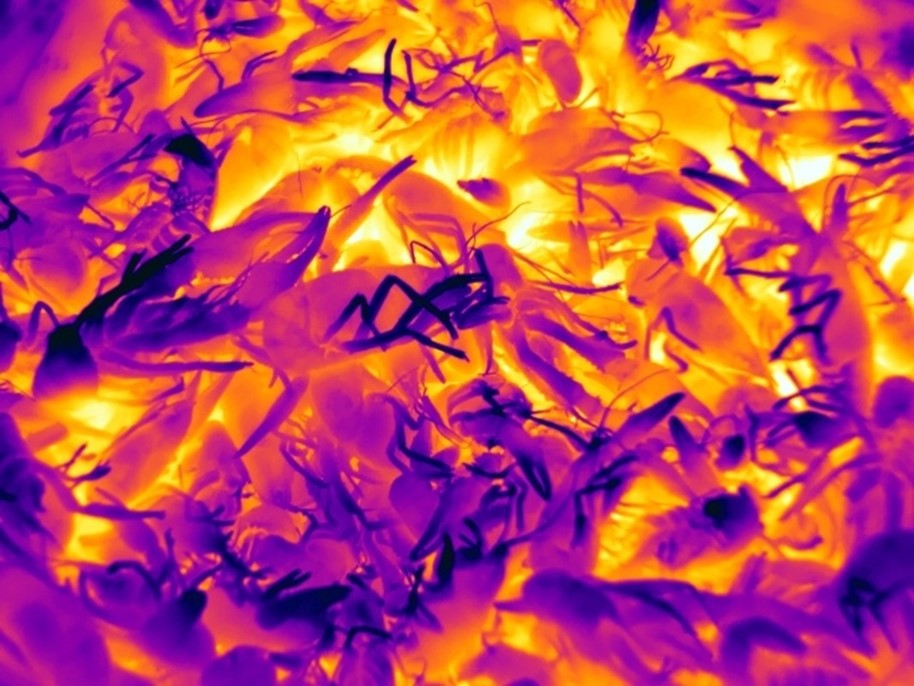 Teledyne FLIR tweet media