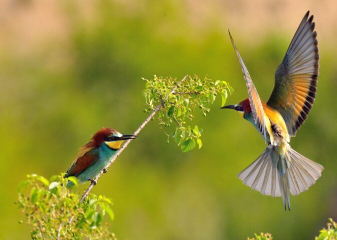 Steffen Oppel tweet media