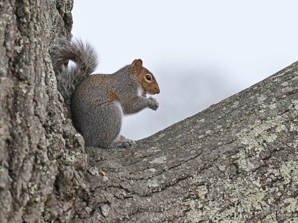ConnCollege's tweet photo. ๐ฟ๏ธ Camels aren't the only animals who call #ConnColl home. Happy #SquirrelAppreciationDay to the other critters who live on campus! https://t.co/R3GlRXxmoy
