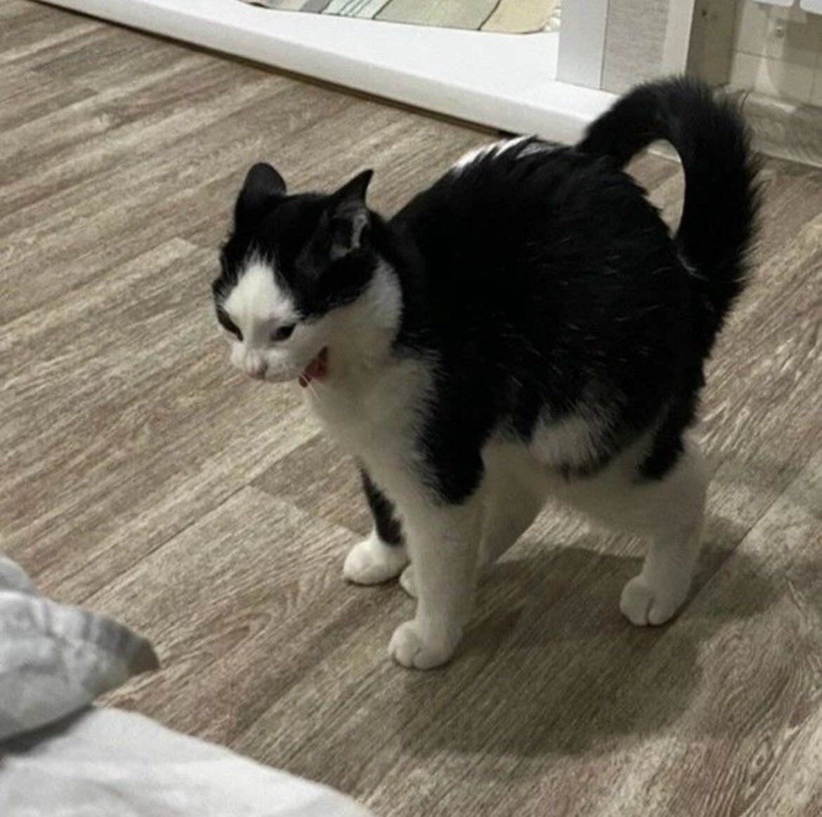 Why you should have a cat tweet media