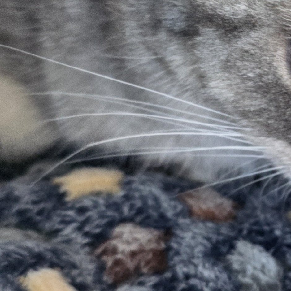 이제 알았는데 도리 수염 하나 꺾여있음
언제 꺾인거징 병원갈때 찍은 사진보면 이미 꺾여있었는디