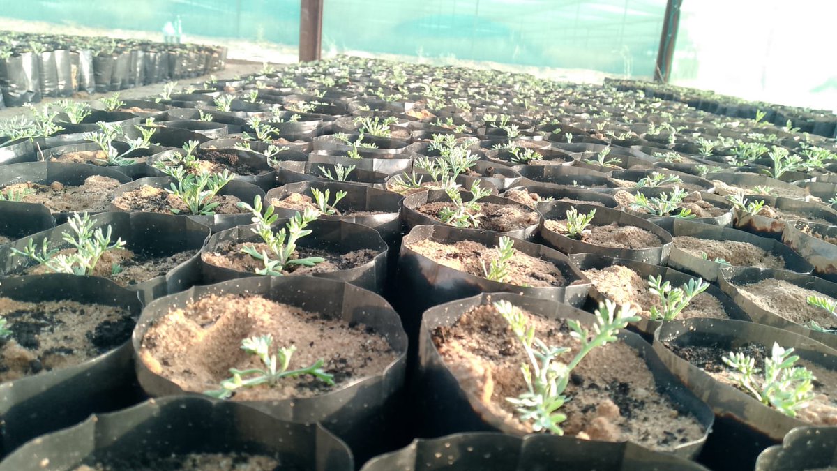 reef_watany3's tweet photo. تجهيز كميات من شتلات الشيح 🌱 https://t.co/3gf88ntM2H