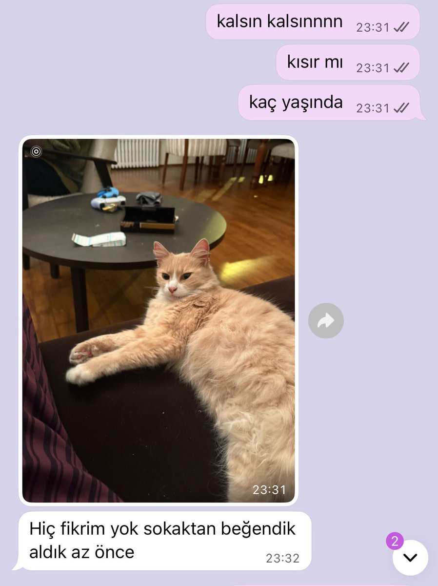hava bedava
su bedava
kedi sahiplenmek bedava