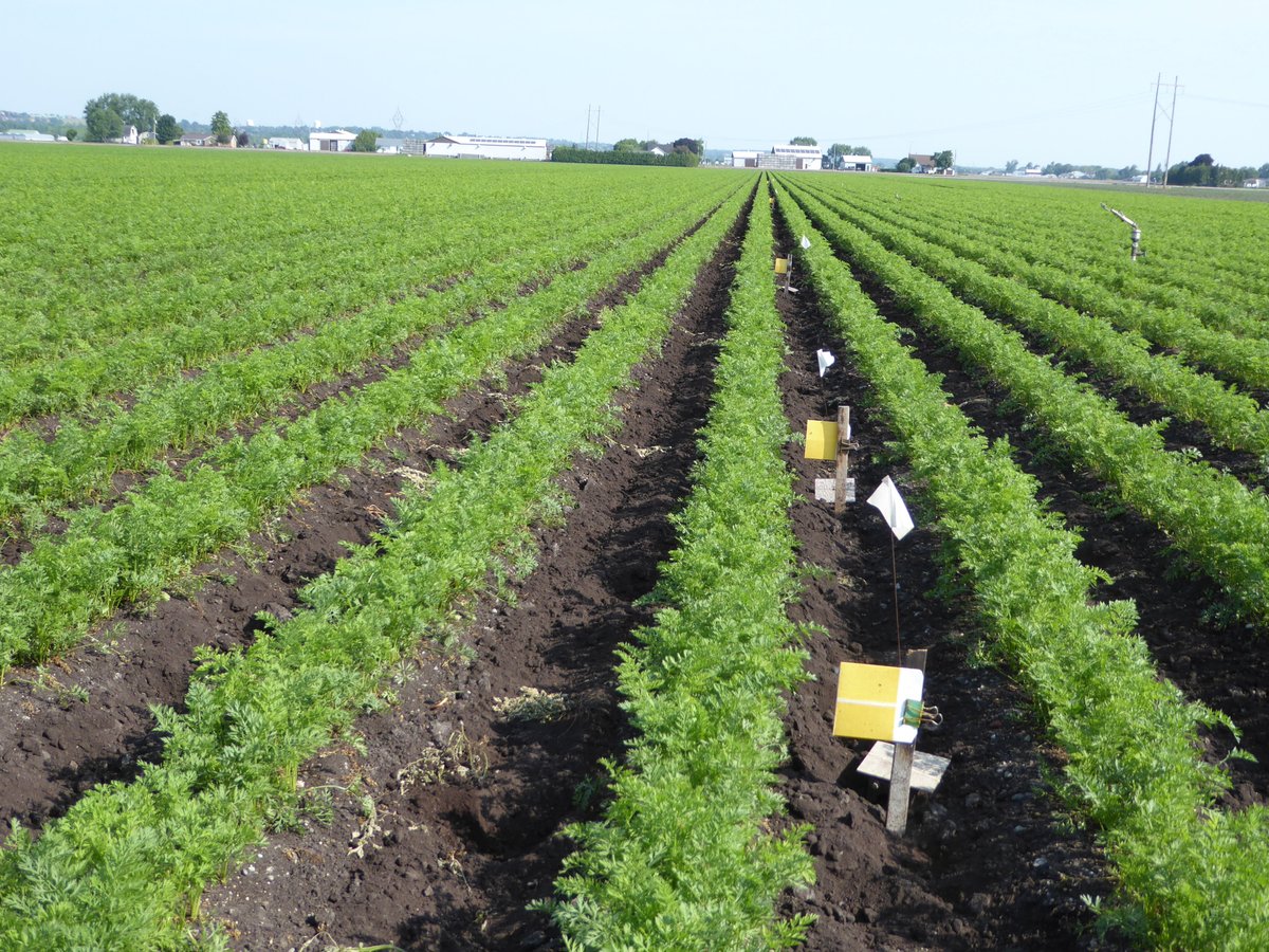 Muck Crops IPM tweet media