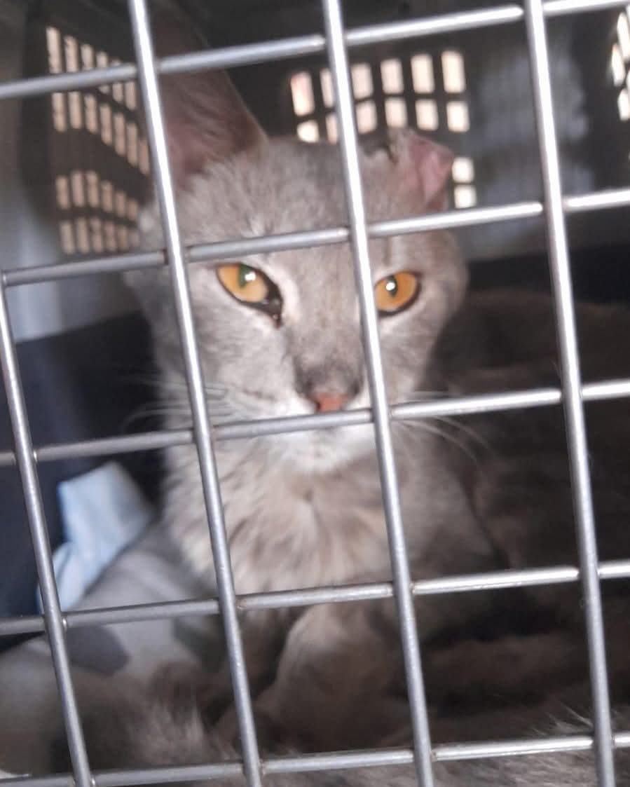 TRANSITO URGENTE PARA GATITO EN SAN JUSTO!

Gatito, desnutrido, lastimado, necesita atencion que Carolina que lo rescato no puede darle.
Escribile 1128533734

#TransitoParaGatito