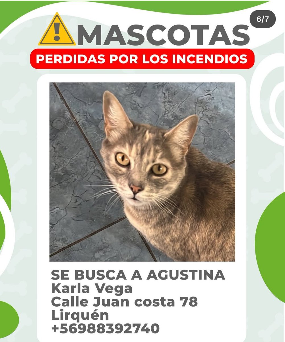 Yo solo difundo, no es mi mascota ni vivo en la zona #Lirquén #Penco #Concepción #Incendios #Tomé #PuntadeParra