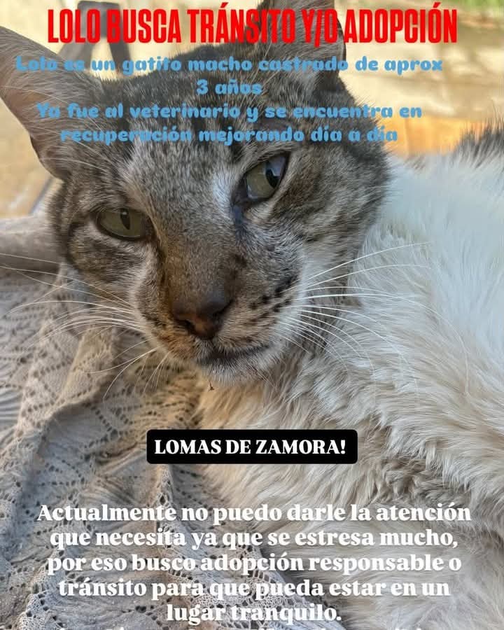 GATITO EN ADOPCION EN LOMAS DE ZAMORA

Lola 1127288678

#GatitosenadopciondefansZONASUR