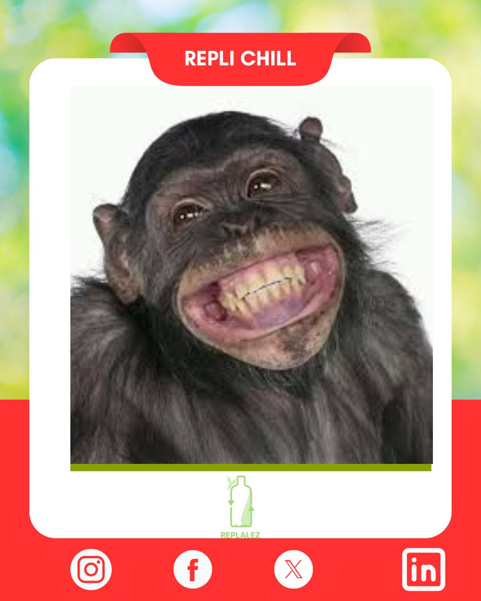 Replalez tweet media