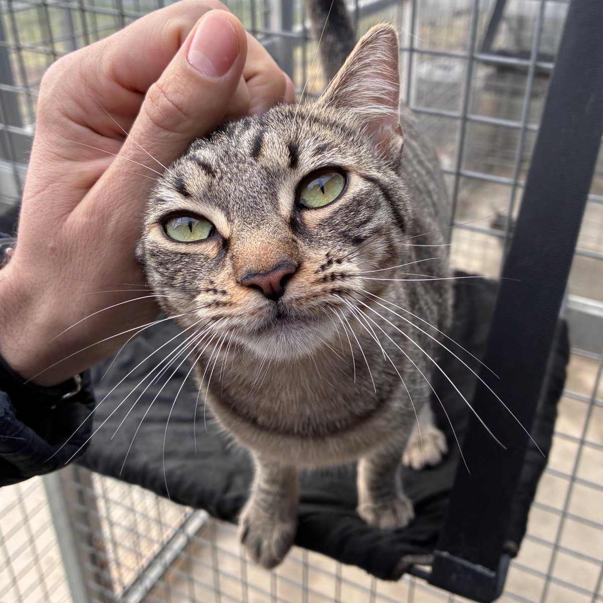 El Refugi dels Peluts tweet media