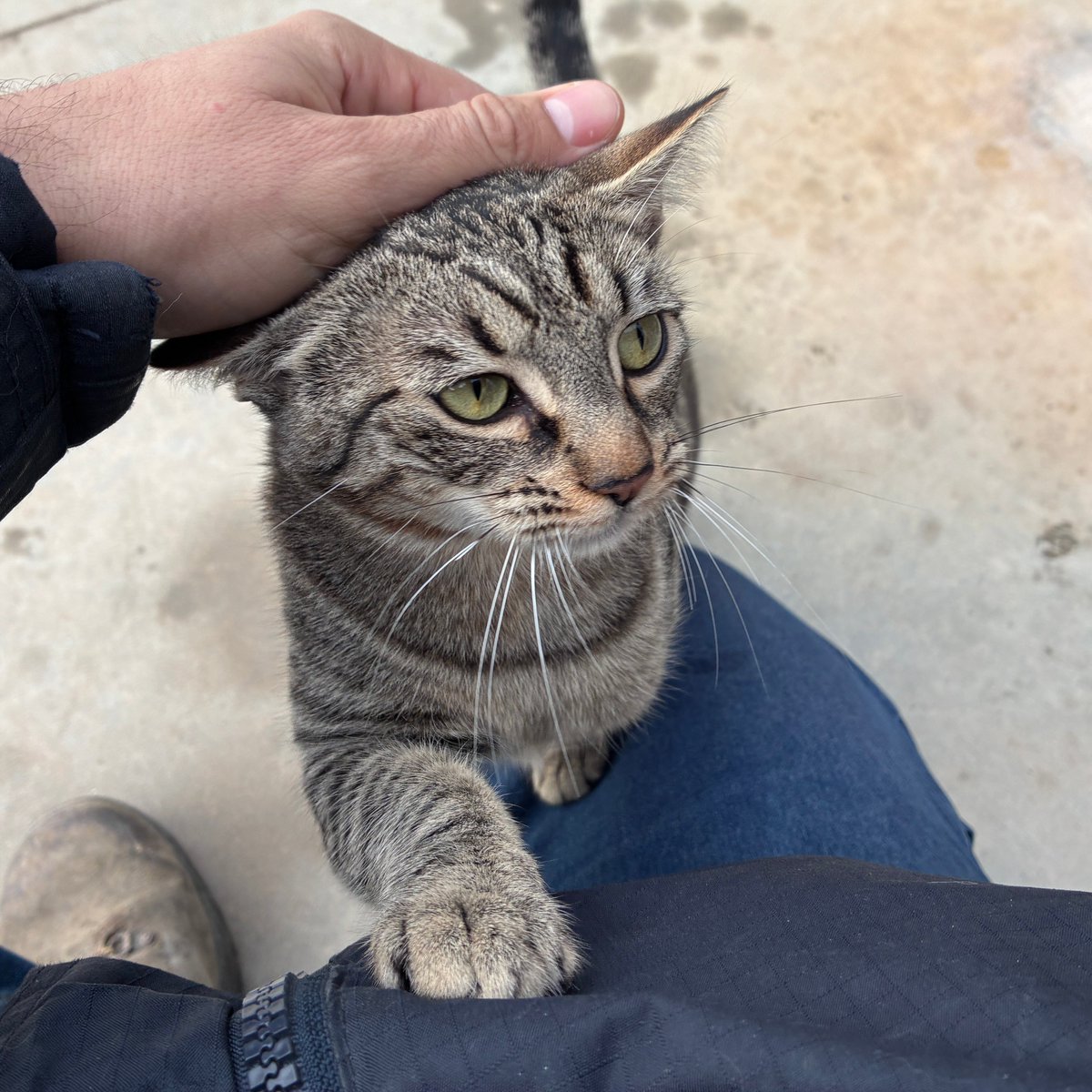 El Refugi dels Peluts tweet media