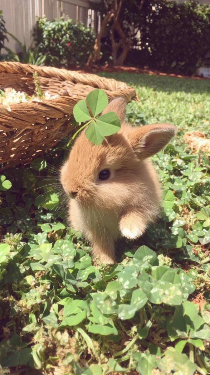 Cutes Animals tweet media