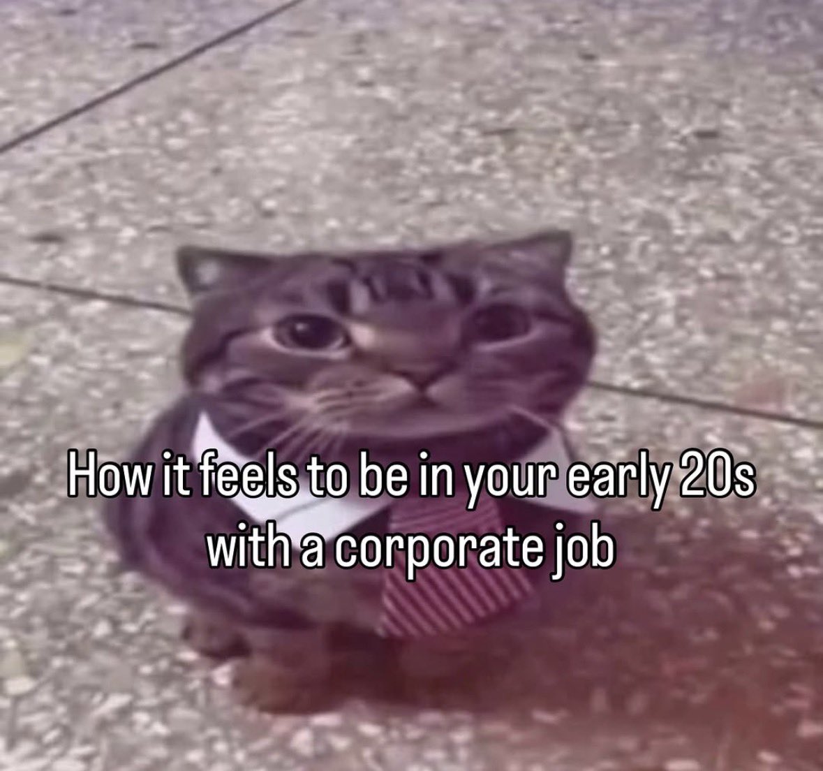 LiterallyMeCats (@literallymecats) on Twitter photo 