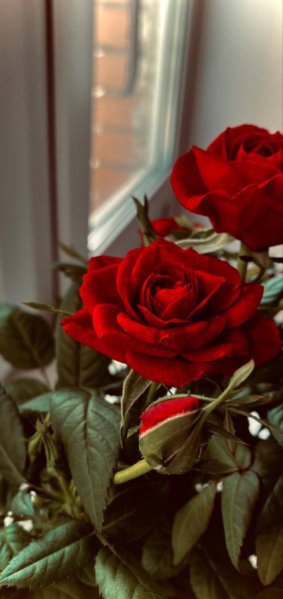 نبض انثى ،. tweet media