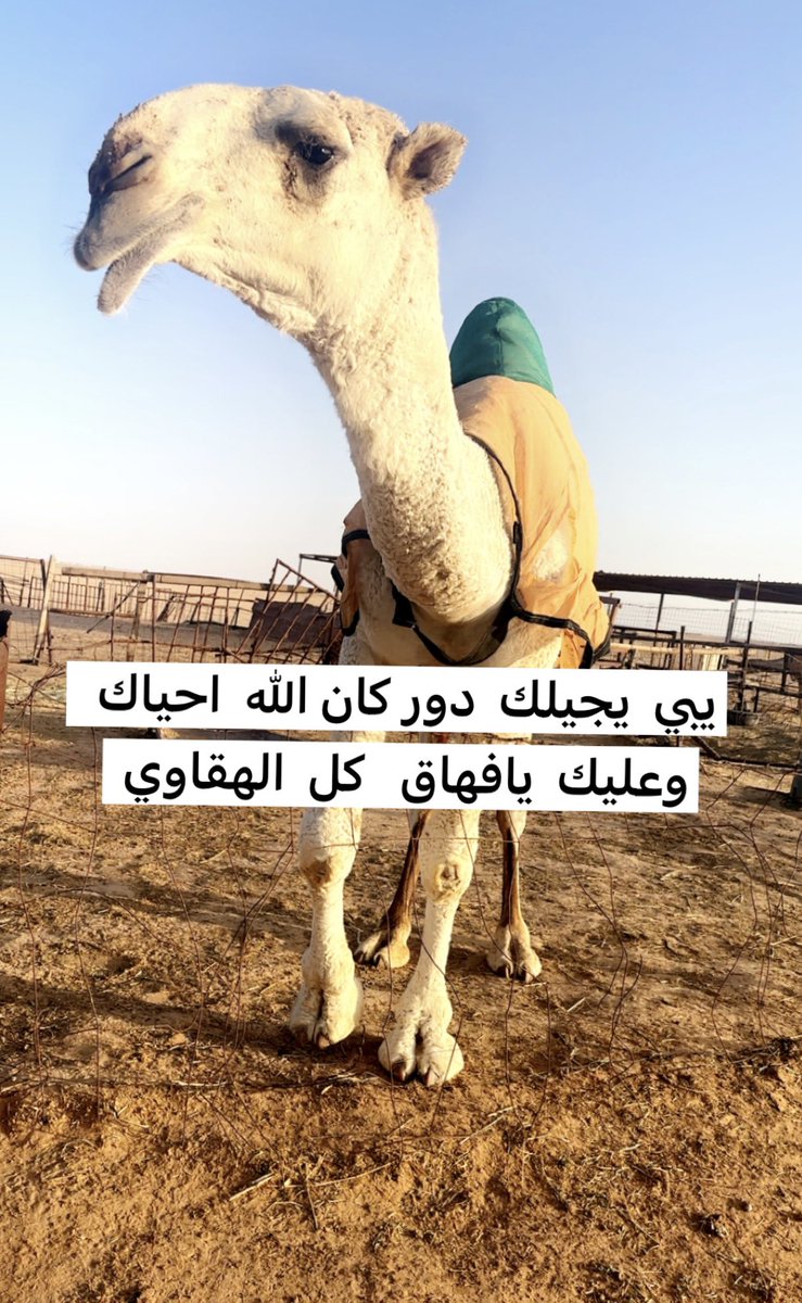 nayef44552's tweet photo. فهاق الحيسوني.2026 حق https://t.co/E7LU08byaq