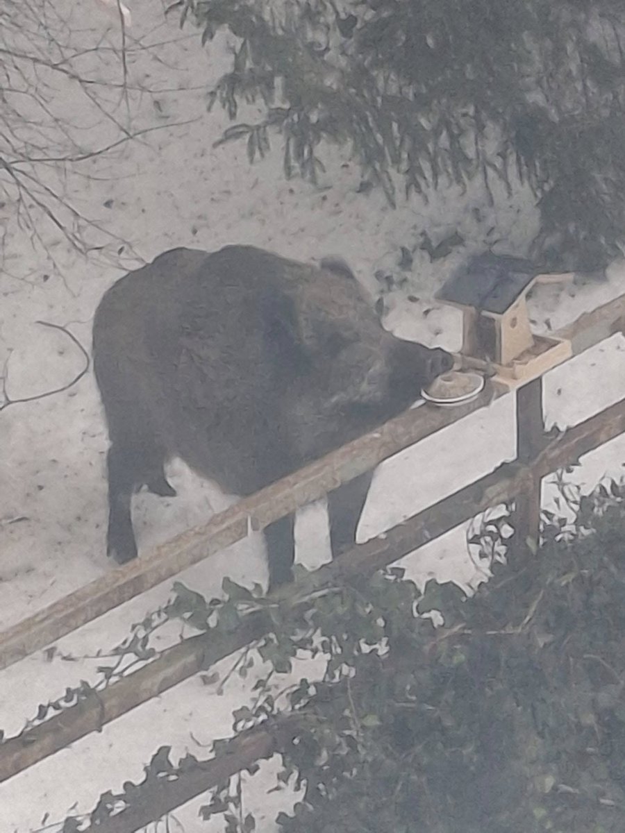 filizankanews's tweet image. Жители Гдыни сделали кормушку для местной синички ^_^