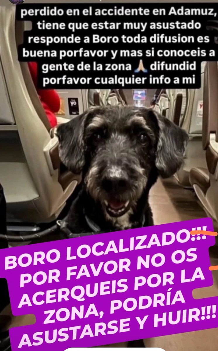 ⚠️ACTUALIZACIÓN⚠️
BORO, el perro del accidente ferroviario en #Adamuz #Cordoba ha sido localizado por un equipo de RESCATADORES en la zona.
Se está a la espera de que llegue la familia para poder capturarlo.
Se pide encarecidamente que ¡¡NADIE ACUDA A LA ZONA!!
Iremos informando.