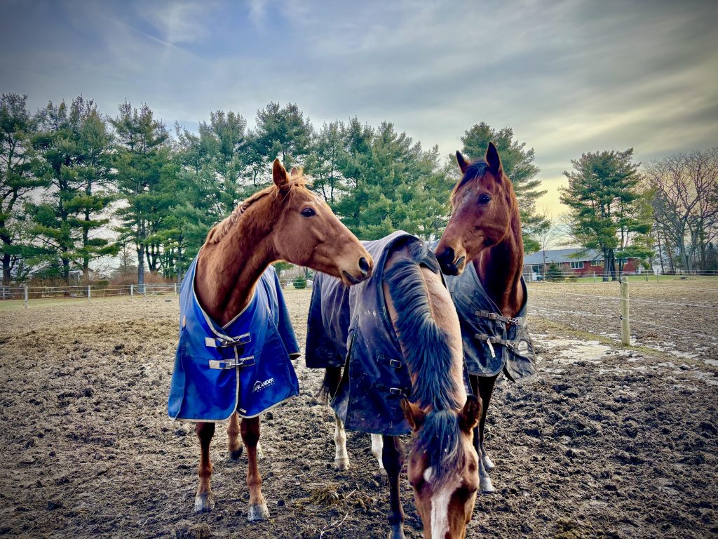 Horse Nation tweet media