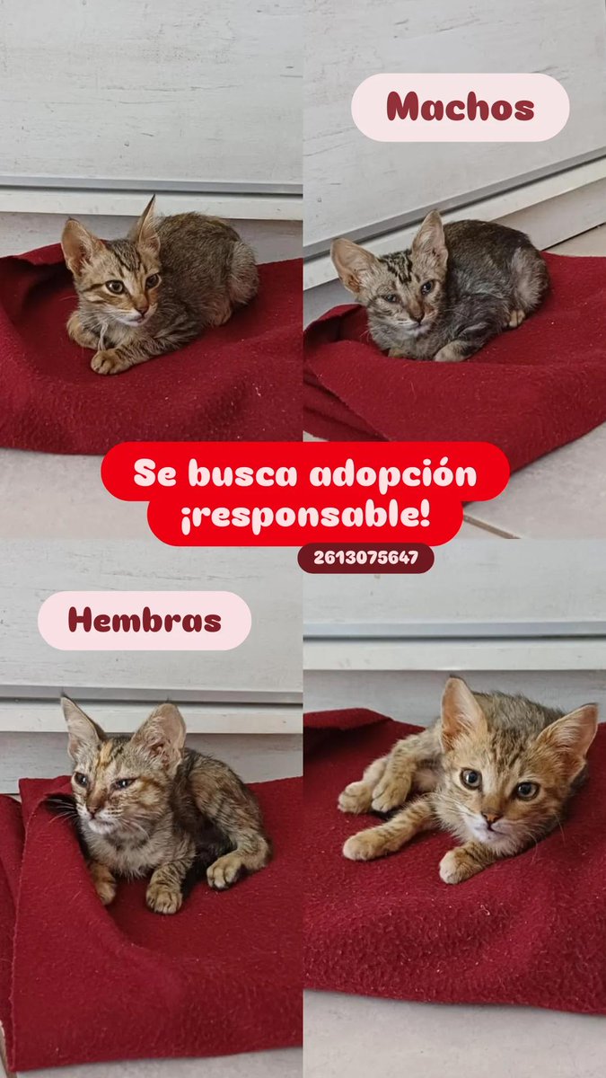 Encontré estos 4 bebes abandonados 🥺. Se busca adopción responsable!! Porfavor difundir. Muchas gracias 🩷🫶🏼