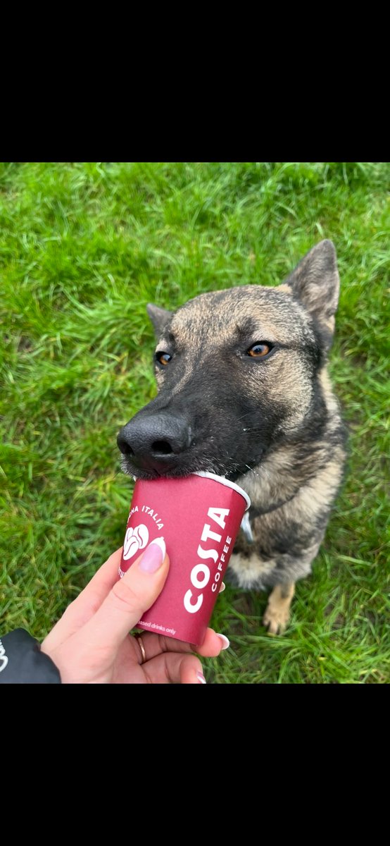 GMP Tactical Dog Unit tweet media