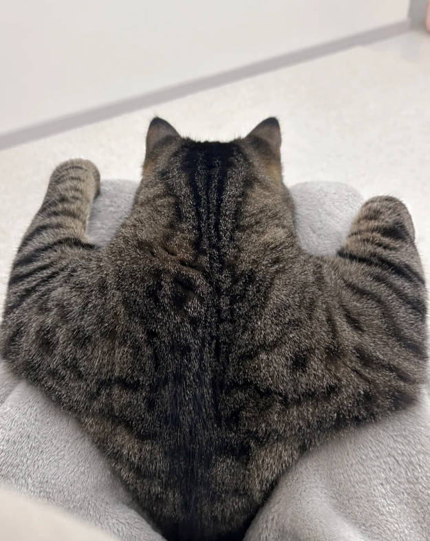 IIAC99's tweet image. ミの立派な肩にもたれたい？そう言って！

ねえ、ミに執着しないで。ミはもう何年も負け犬じゃないんだから。