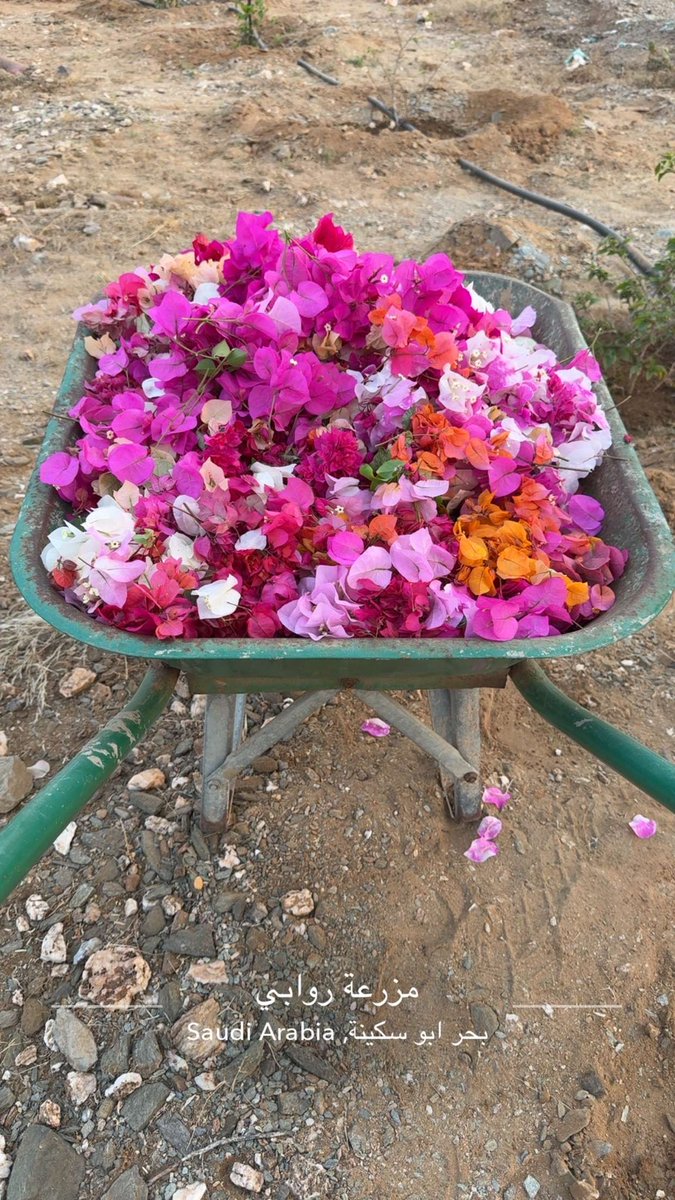 مشتل ومزرعة روابي (@rawabe1440) on Twitter photo 