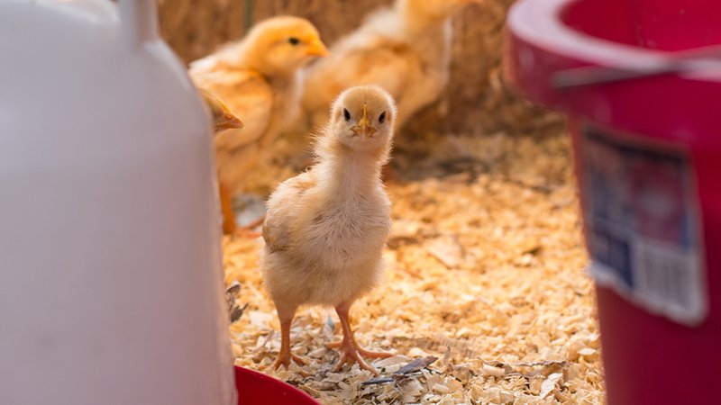 Jacksons Fencing tweet media