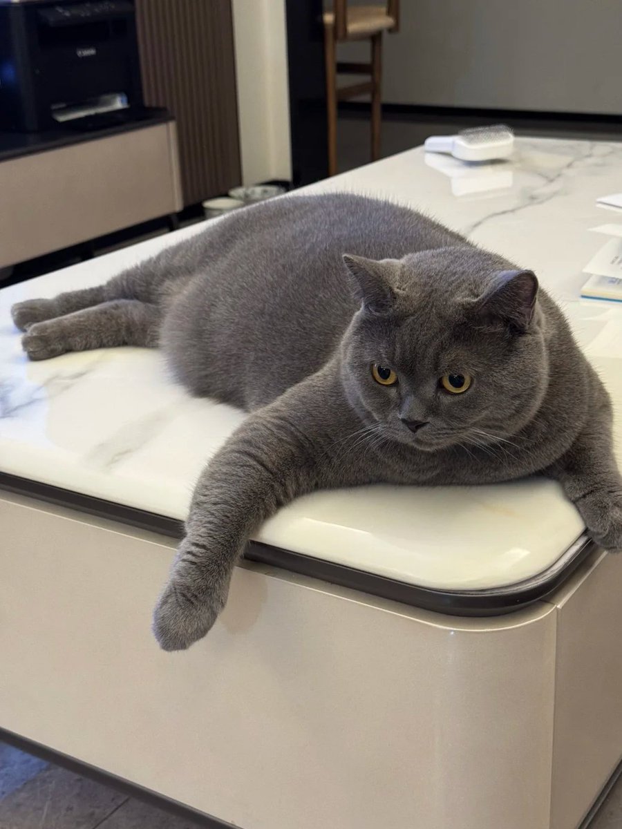 mnvffi's tweet photo. Just a lazy cat pancake chilling on the table. https://t.co/RtmlOrni6B