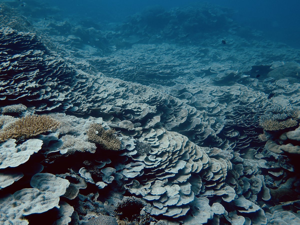 DiseaseMatters's tweet photo. Some Maldivian reefs have bounced back since they were hit in 2016 by bleaching. Sadly this is not the case in all parts &amp; in all countries. The only way to ensure that future generations continue to bask in the glory of these ecosystems is to stop or reverse climate change!! https://t.co/5K6qIF6vvB
