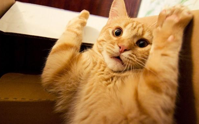 IIAC99's tweet image. 想上1千粉，你们的展现量好高哦，怎么才能做到？