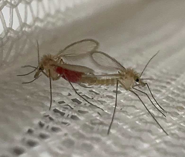 Taken by Dr. Ayda Yilmaz, Verg lab