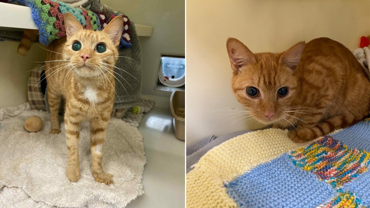 RSPCA_official's tweet image. Gingernut may be blind, but she doesn’t let that affect her🧡

She navigates life in foster with grace and will let you know vocally when she’s feeling a little unsure,

She needs an indoor-only home where she can be the only pet - check out her profile: bit.ly/4q8At7v