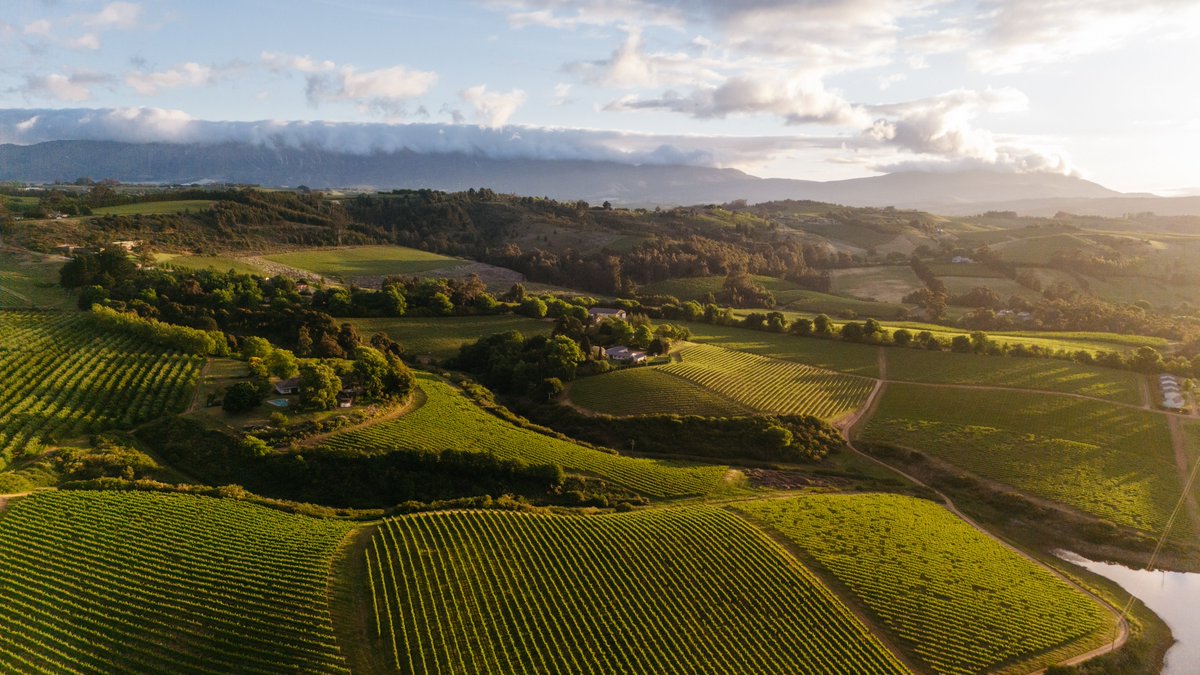 Sutherland Vineyards tweet media