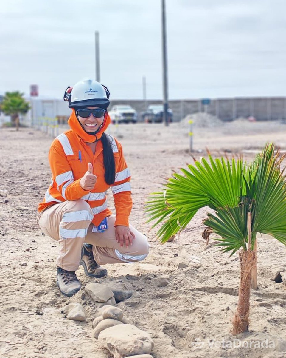 VetaDorada's tweet photo. 🌱💛 Sembrando hoy, cuidando el mañana

 En nuestra campaña “Siembra un Árbol, Siembra Vida”, organizada por el equipo de SSOMA, los colaboradores sembraron plantas en el frontis de las oficinas administrativas de nuestra planta, ubicada en Chala-Arequipa. https://t.co/crZaaIWoAD