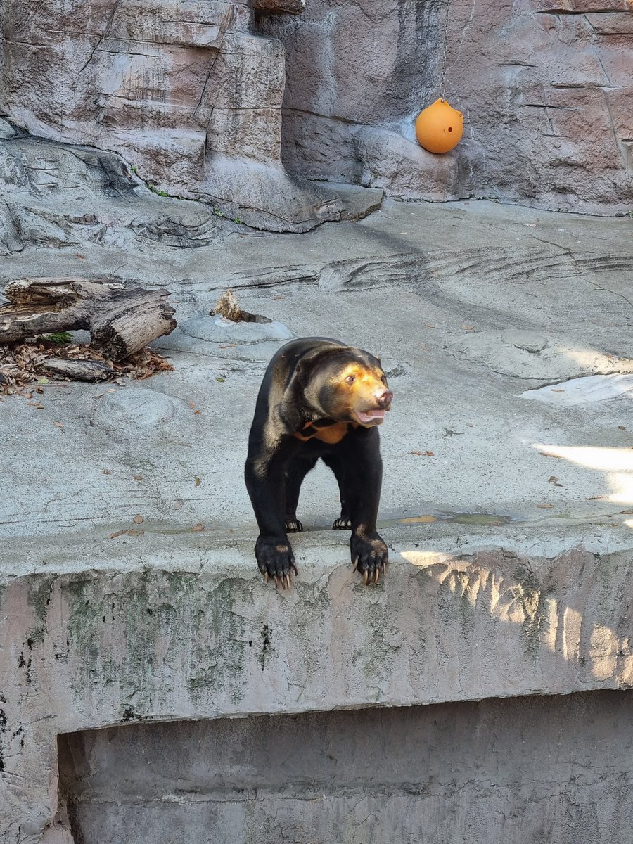 WorldAnimox's tweet image. NUEVA PUBLICACIÓN EN WORLDANIMOX:

Zoológico de Tennoji de Osaka (Viajar 34 días por Japón del 12 de diciembre del 2024 al 14 de enero del 2025 parte 64/93)

worldanimox.blogspot.com/2026/01/zoolog…

#anime #Japon #otaku #manga #japones #Osaka #tennoji #zoo