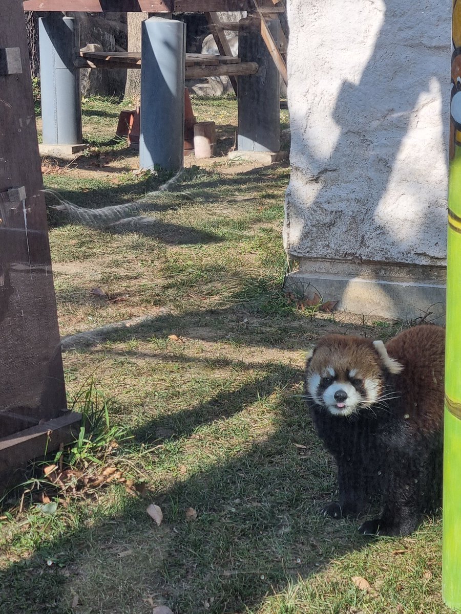 WorldAnimox's tweet image. NUEVA PUBLICACIÓN EN WORLDANIMOX:

Zoológico de Tennoji de Osaka (Viajar 34 días por Japón del 12 de diciembre del 2024 al 14 de enero del 2025 parte 64/93)

worldanimox.blogspot.com/2026/01/zoolog…

#anime #Japon #otaku #manga #japones #Osaka #tennoji #zoo