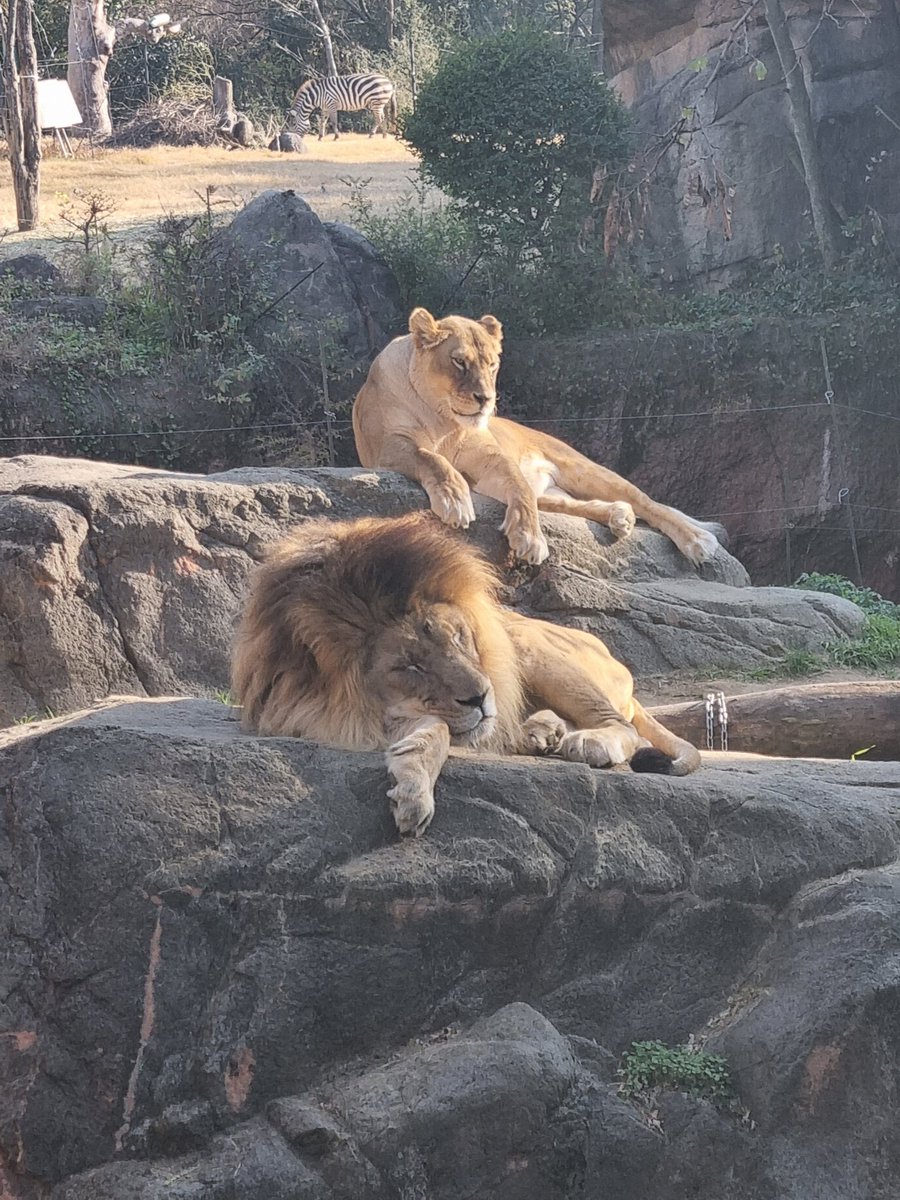 WorldAnimox's tweet image. NUEVA PUBLICACIÓN EN WORLDANIMOX:

Zoológico de Tennoji de Osaka (Viajar 34 días por Japón del 12 de diciembre del 2024 al 14 de enero del 2025 parte 64/93)

worldanimox.blogspot.com/2026/01/zoolog…

#anime #Japon #otaku #manga #japones #Osaka #tennoji #zoo